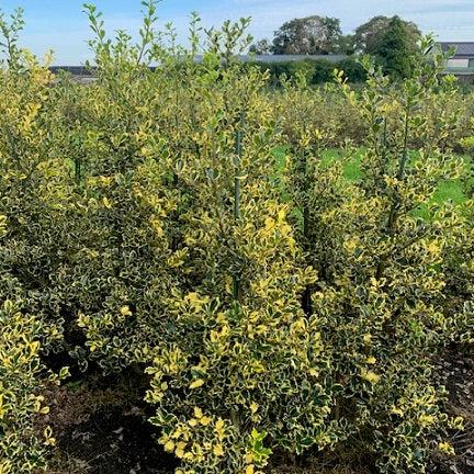 Ilex aquifolium Madame Briot  125-150 CM