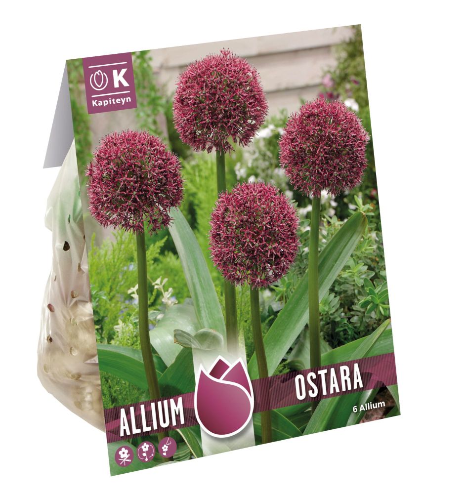 ALLIUM OSTARA x 6