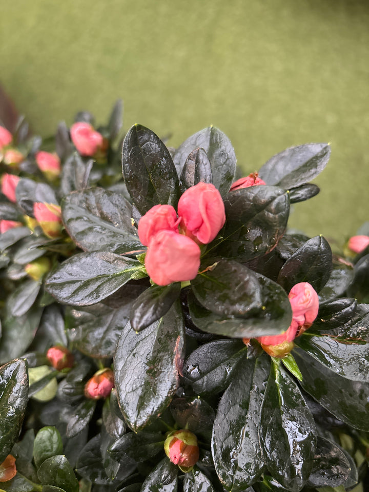 Azalea Hortinno Home mix  P19, on a stem