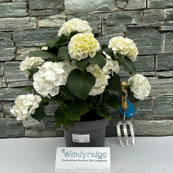 Hydrangea macr. White  P23, 7+ flower