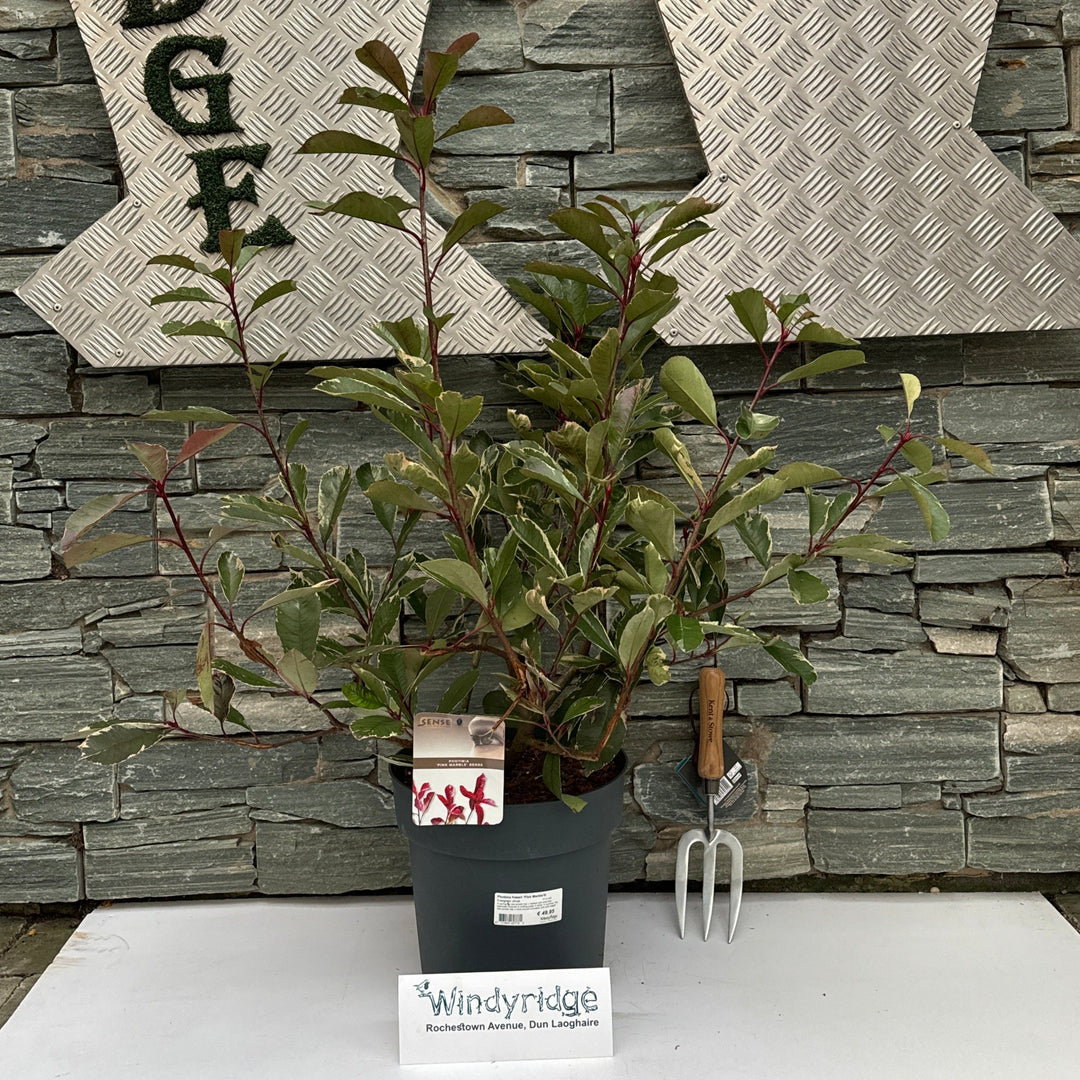 Photinia fraseri Pink Marble  10 Ltr pot