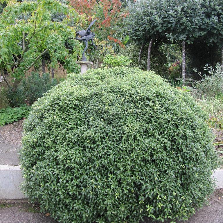 PITTOSPORUM T. GOLF BALL