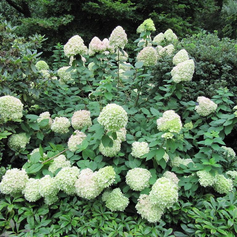 HYDRANGEA pan. Lime Light Prime