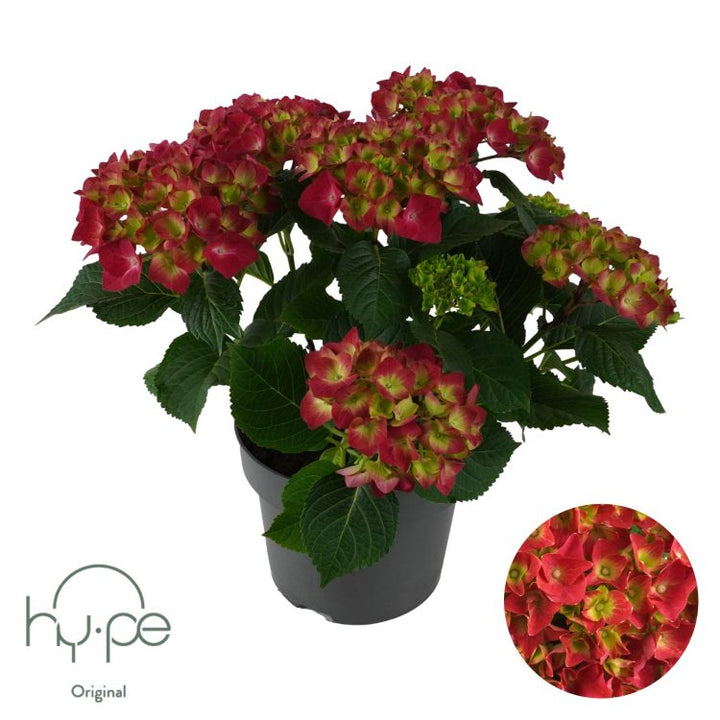 Hydrangea macr. Red