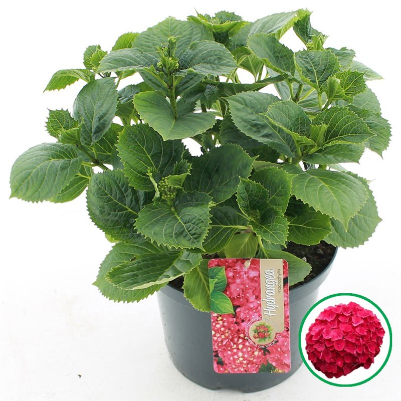 Hydrangea macr. Red  5 Ltr pot