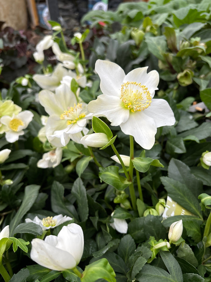 Helleborus niger Advent Star Early  C2, grade XXL