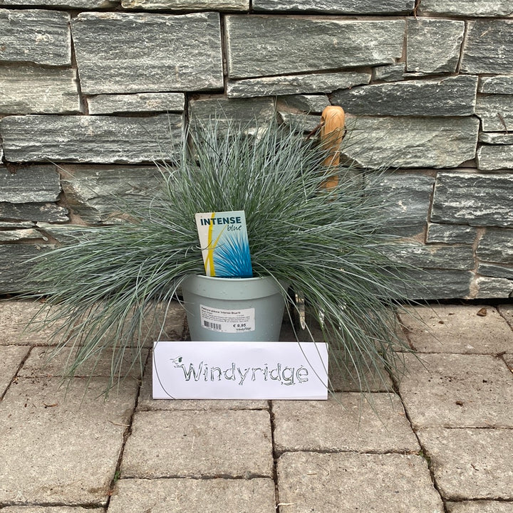 Festuca glauca  Intense Blue