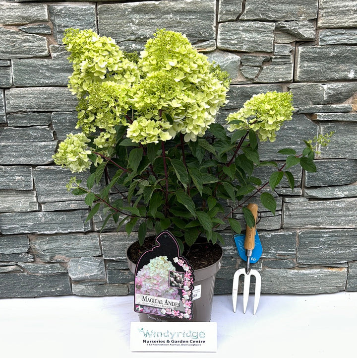 HYDRANGEA PAN. MAGICAL ANDES