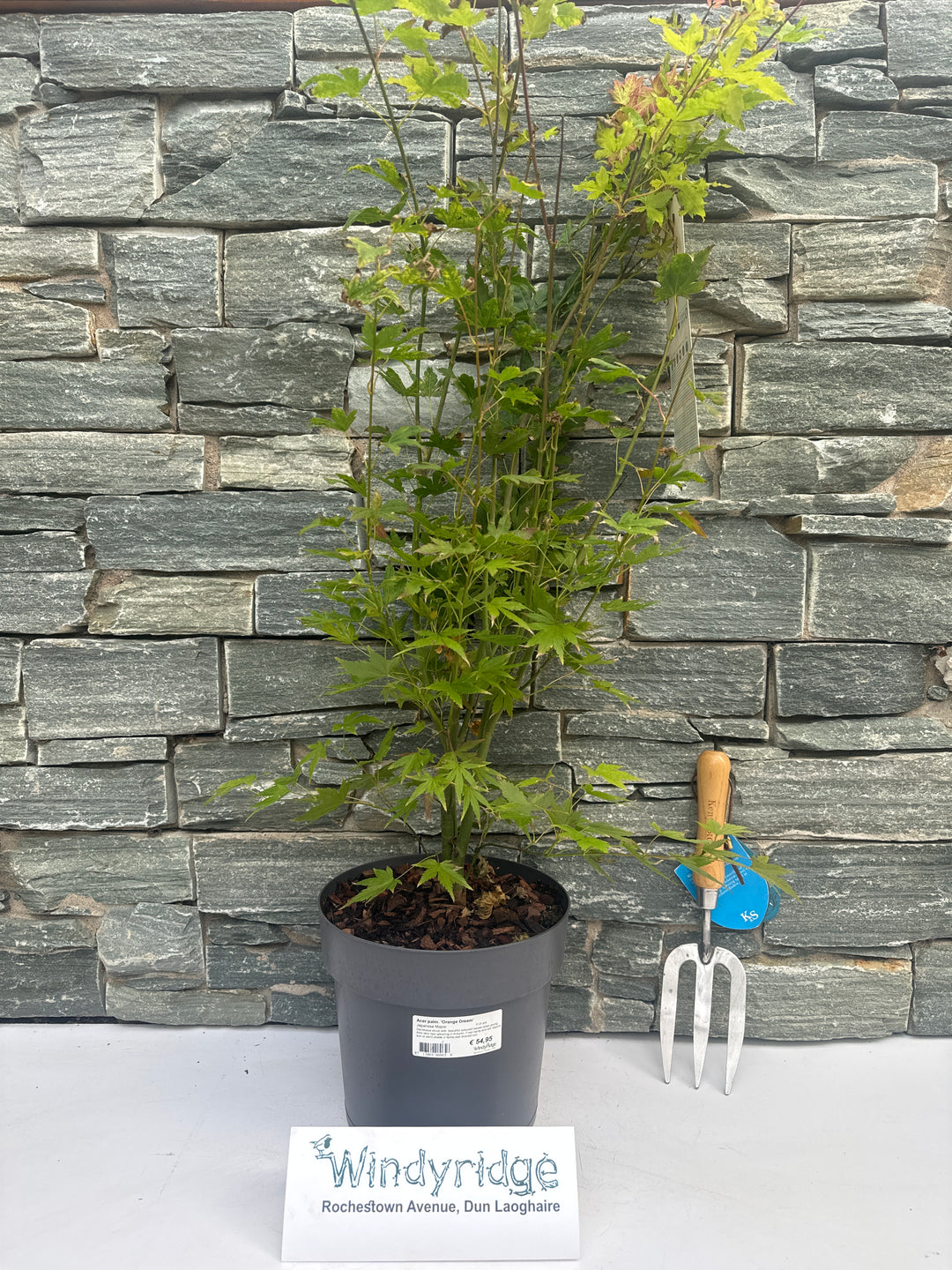 Acer palmatum Orange Dream  5 Ltr pot