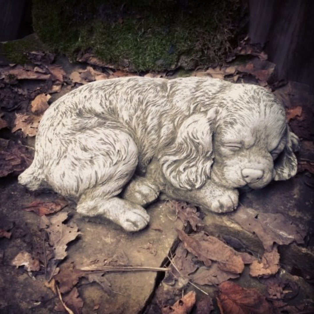 Spaniel Puppy