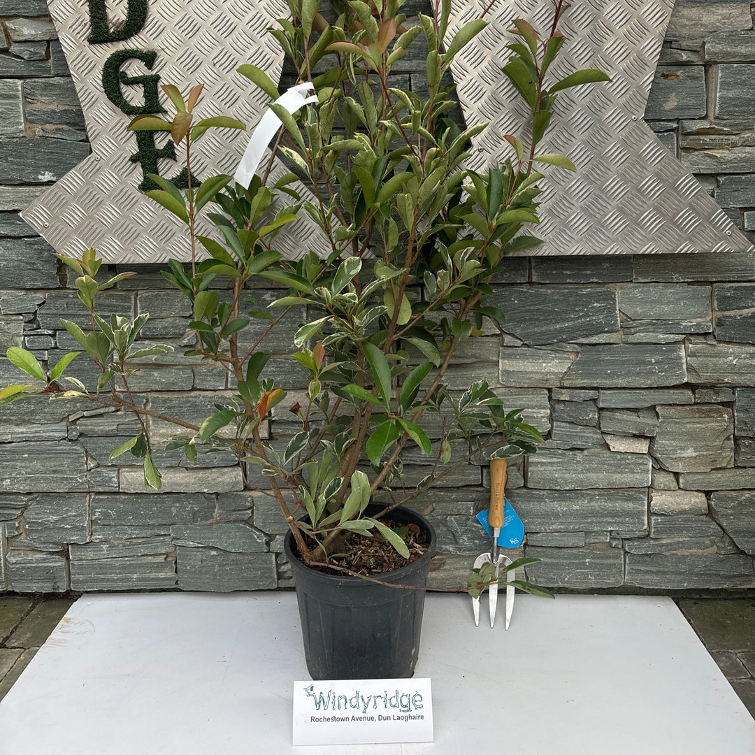 PHOTINIA SERR. PINK MARBLE CLT 10