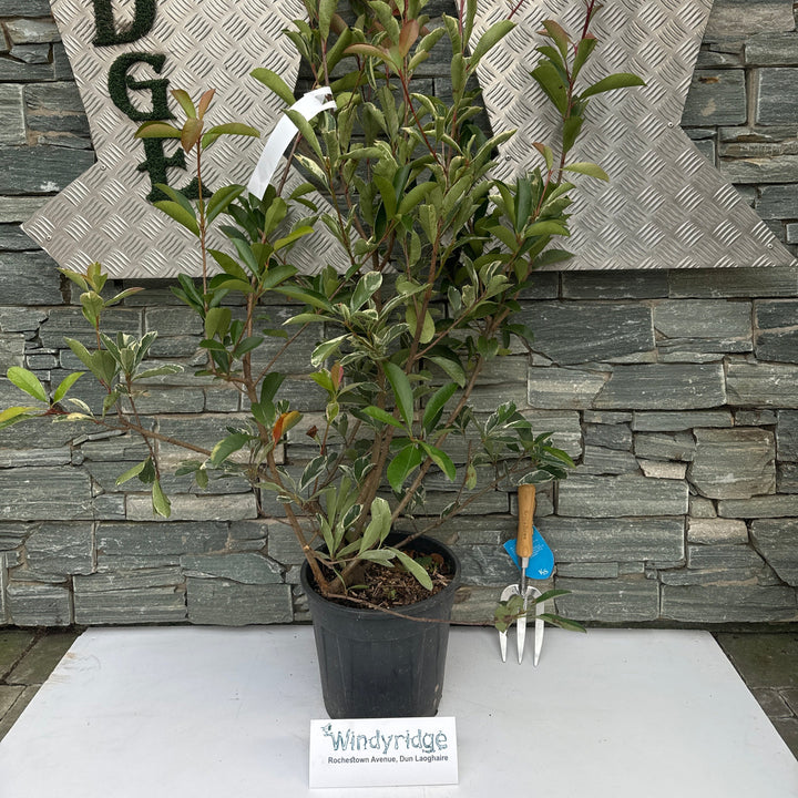 PHOTINIA SERR. PINK MARBLE CLT 10