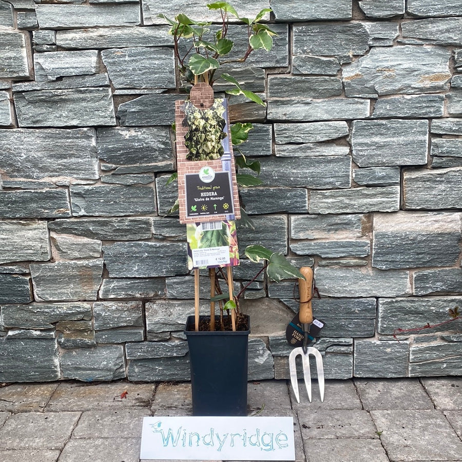 Ivy-Hedera-alg.-Gloire-de-Marengo-potted