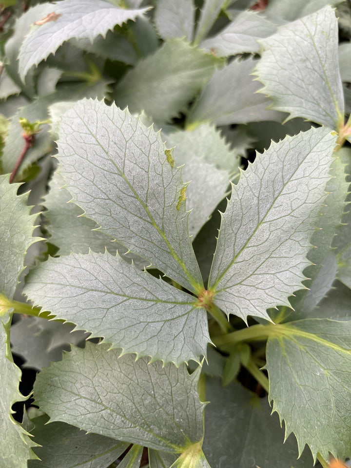 Helleborus liv. Silver Lace (14cm Pot)