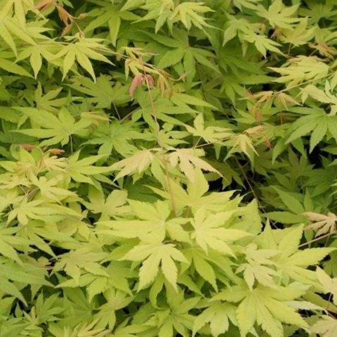 ACER PALM.  CASCADE GOLD  (PBR)