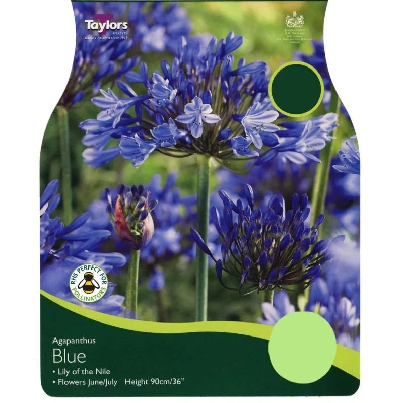 AGAPANTHUS BLUE 1-2 EYES 1