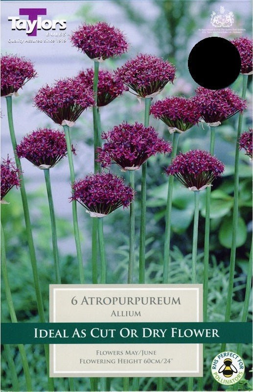 ALLIUM ATROPURPUREUM X 6