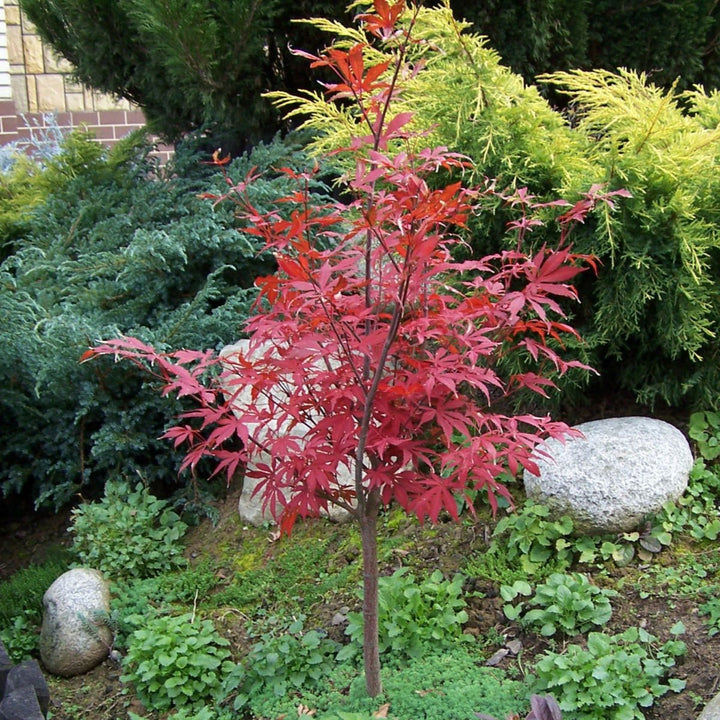 Acer palmatum Atropurpureum  Ltr pot