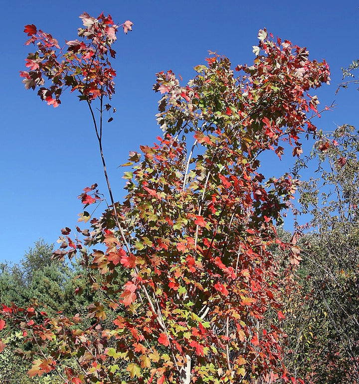 ACER RUBRUM OCTOBER GLORY