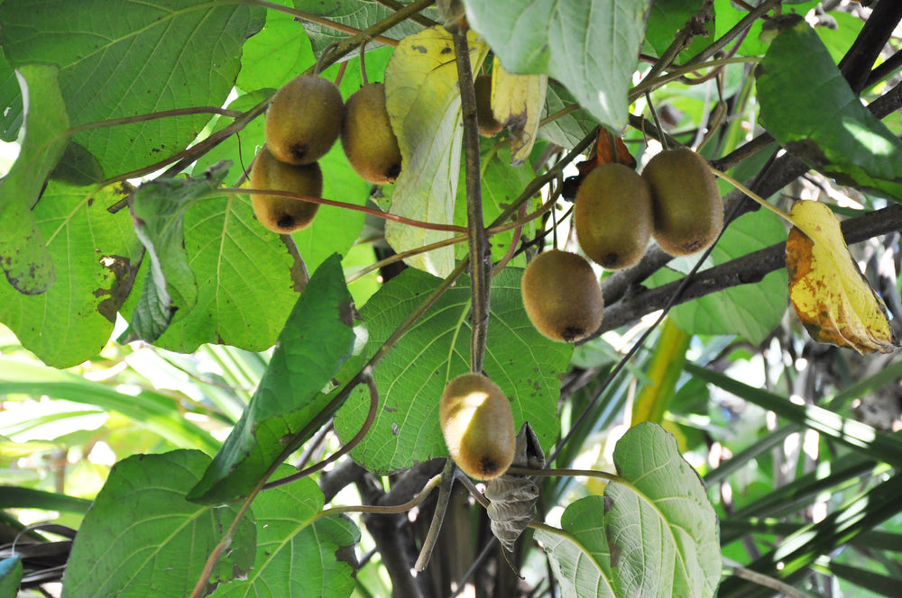 Actinidia-deliciosa-Jenny-Fruit