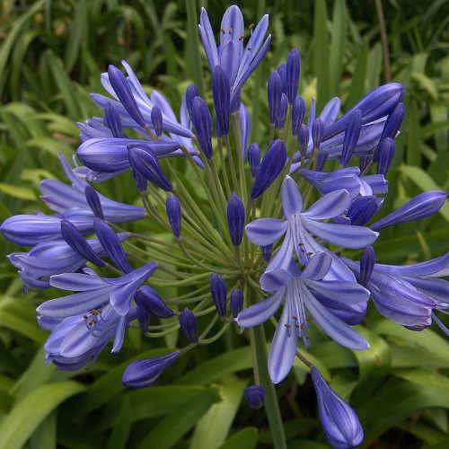 African Lily (Agapanthus Brilliant Blue)