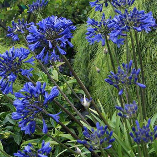 African Lily (Agapanthus Brilliant Blue)