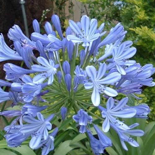 Agapanthus Blue Umbrella