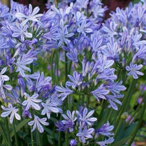 AGAPANTHUS  Charlotte