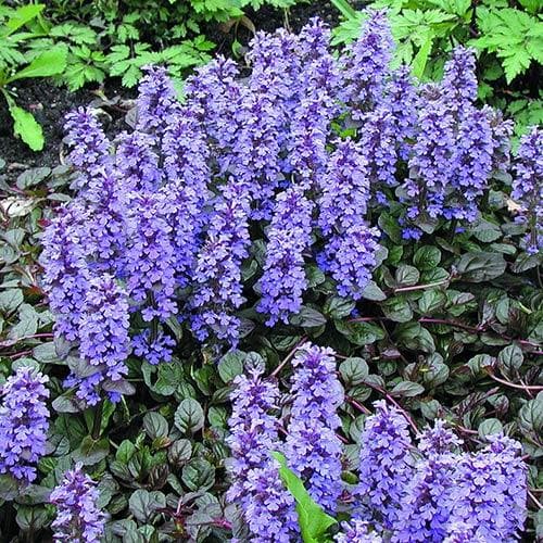 Ajuga reptans  Braunherz