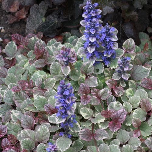 Ajuga reptans Burgundy Glow