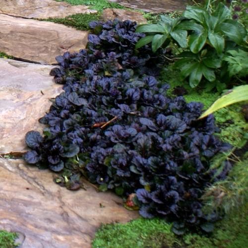 Ajuga Black Scallop