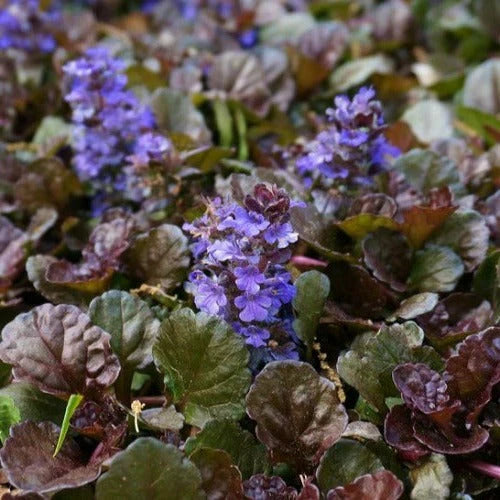 Ajuga Black Scallop