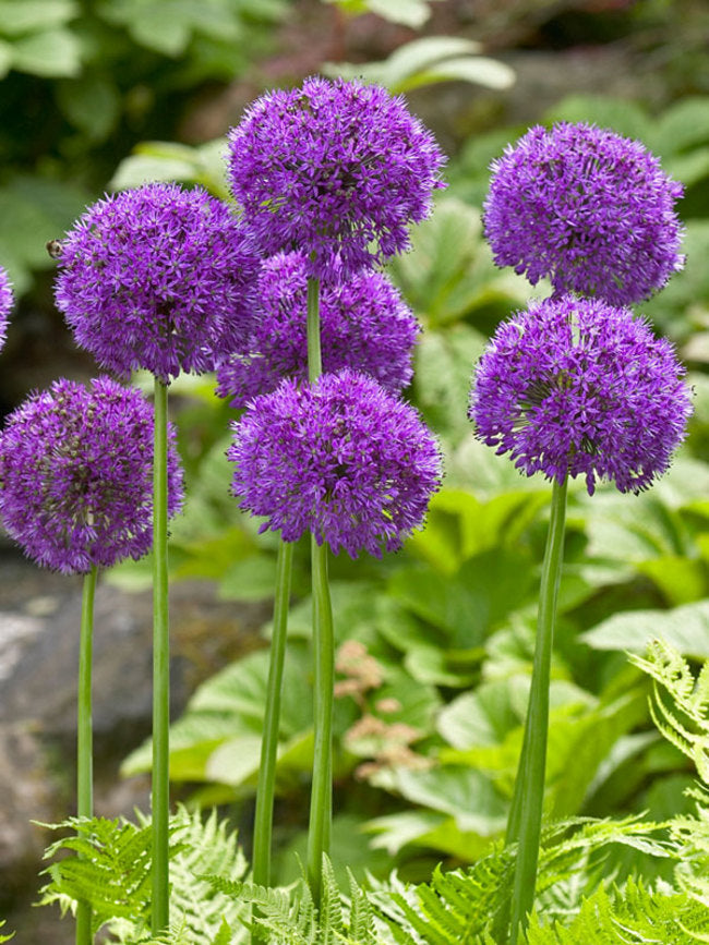 ALLIUM PURPLE SENSATION X 5