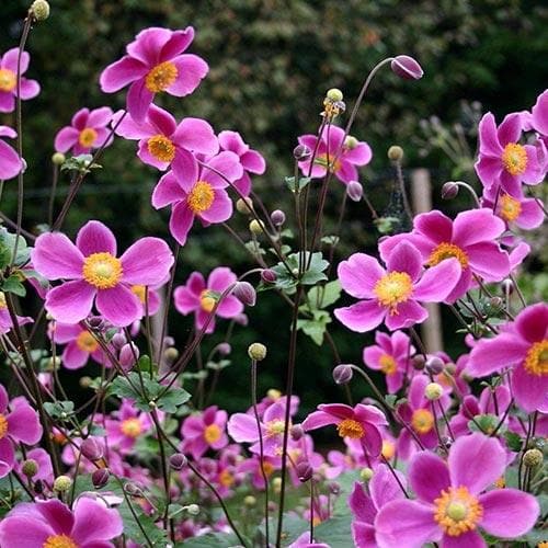 Japanese Anemone (Anemone Hupehensis Splendens)