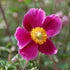 Japanese Anemone (Anemone Hupehensis Splendens)