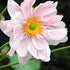 Windflower Anemone Hynigin Charlotte (2Ltr Pot)