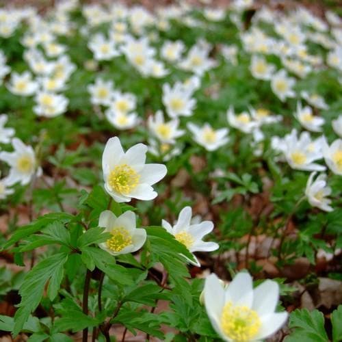 Anemone nemorosa