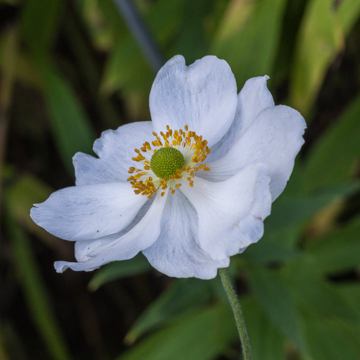 Windflower (Anemone Hybrida Honorine Jobert)