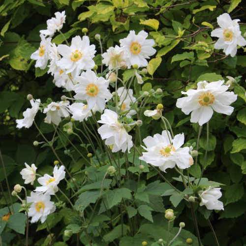 Windflower (Anemone Hybrida Honorine Jobert)