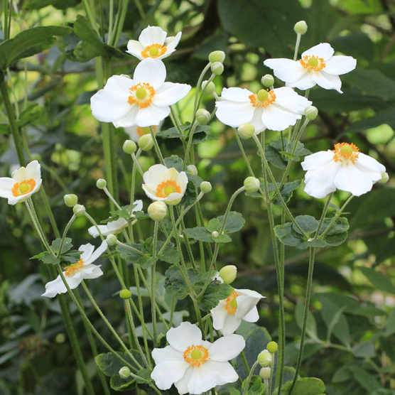 Windflower (Anemone Hybrida Honorine Jobert)