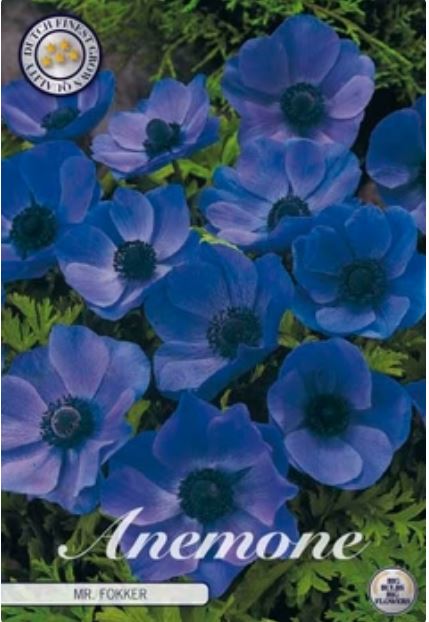 Anemone-coronaria-Mr-Fokker-Bulb