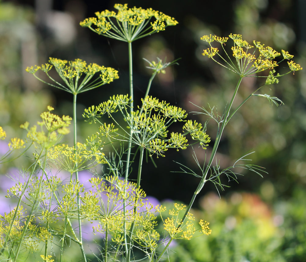 Dill-Planted-2-Flower