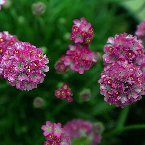 Armeria maritima splendens (pink)