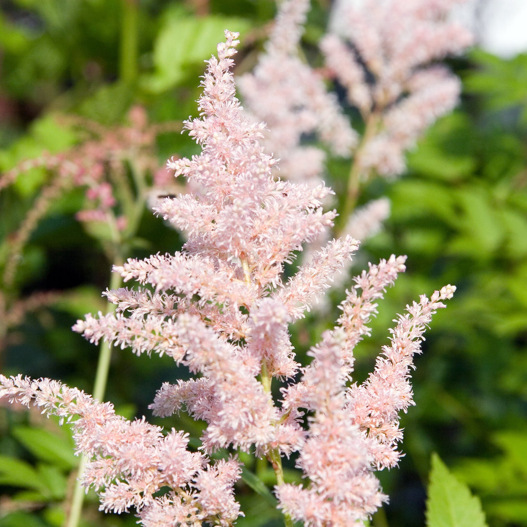 ASTILBE Spotlight