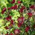 ASTRANTIA maj. Moulin Rouge