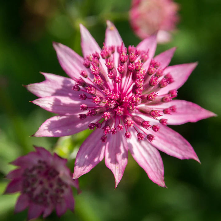 Masterwort Astrantia Star of Love (2Ltr Pot)