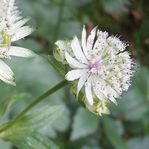 Astrantia major Shaggy