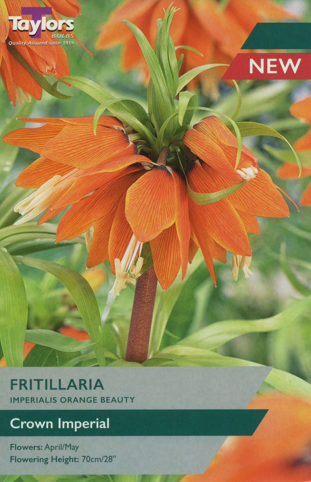 1 FRITILLARIA IMPERIALIS ORANGE BEAUTY