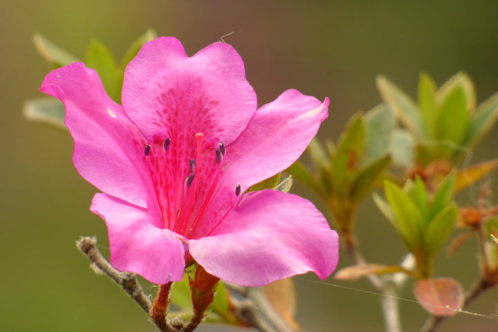 Azalea-Simsii-Mix-Pink