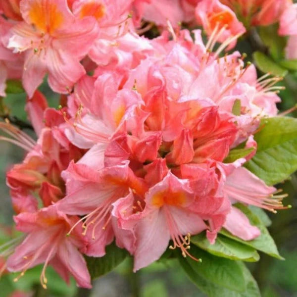 Azalea Starstyle Pink